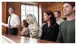 Cat on Jury!