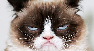 Grumpy Cat