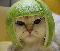 Lime Cat